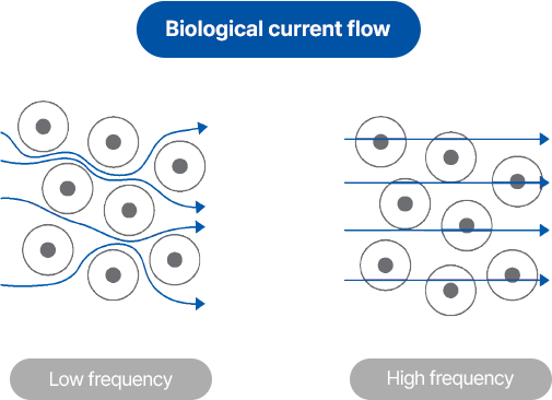 생물학적 전류 흐름 